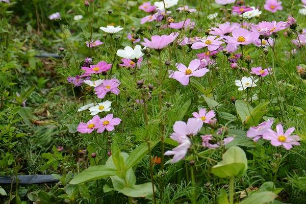 波斯菊什么时候播种 波斯菊怎么摘心