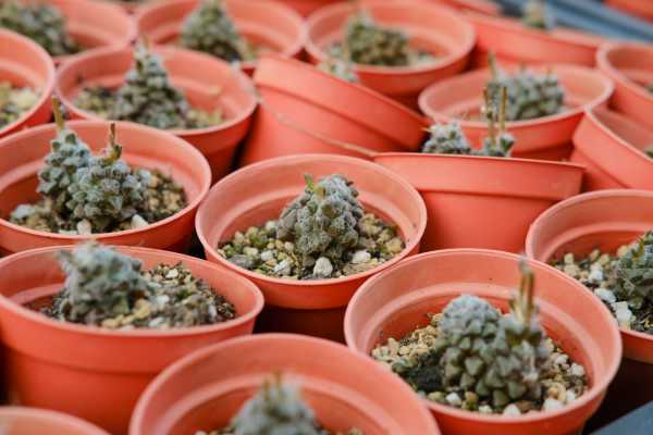 多肉植物繁殖方法