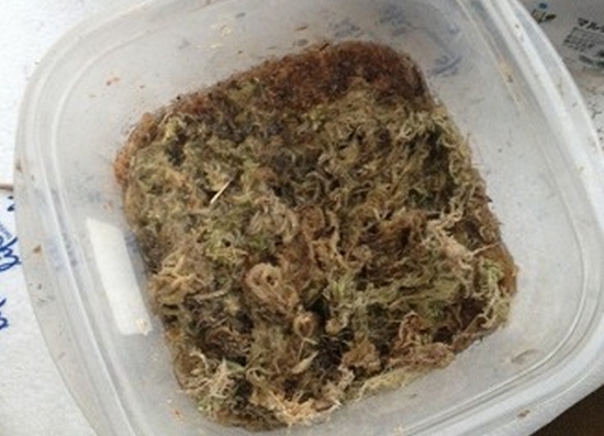 好望角茅膏菜的播种步骤展示