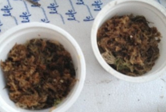 好望角茅膏菜的播种步骤展示