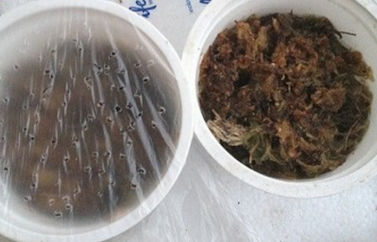 好望角茅膏菜的播种步骤展示