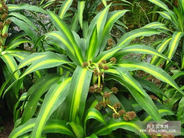 元宝槭潜叶叶蜂生物学特性及防治的研究