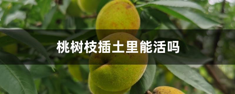 桃树枝插土里能活吗