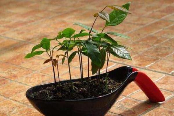 柠檬籽怎么种？选自然熟透的柠檬果实取籽播种