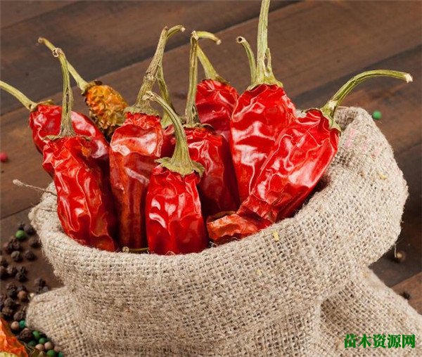 辣椒种子几月份播种 浅谈辣椒种植技术