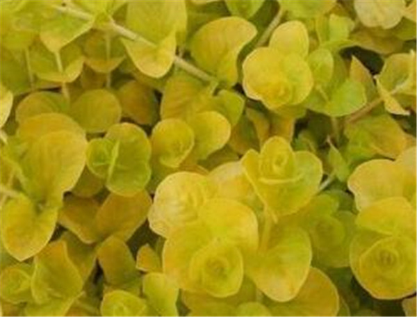 金叶过路黄繁殖方法 金叶过路黄是挺水植物吗