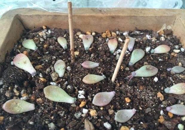 多肉立田凤的繁殖方法，叶插/扦插/砍头繁殖