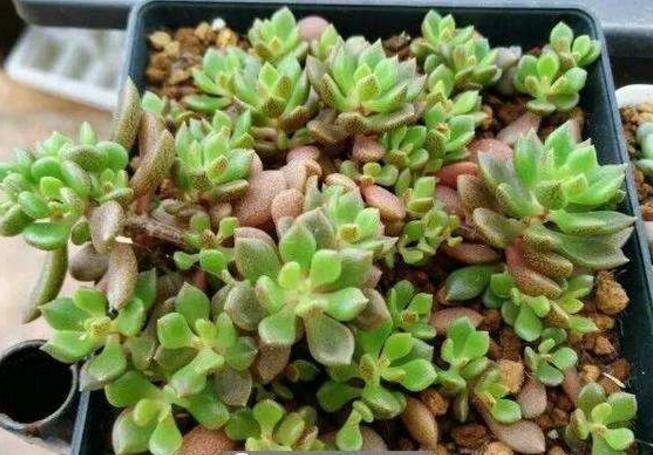 多肉立田凤的繁殖方法，叶插/扦插/砍头繁殖