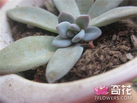 霜之朝的繁殖方式
