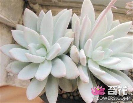 霜之朝的繁殖方式