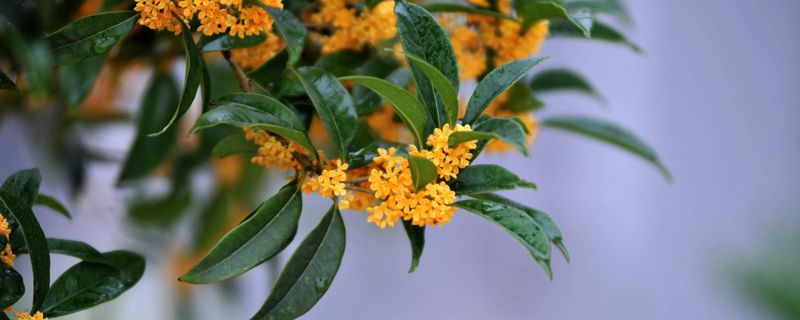 桂花树怎么嫁接，用什么砧木好