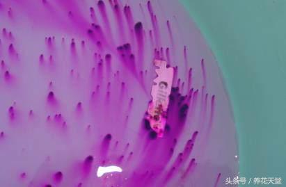 绿植知识–仙人掌如何嫁接白檀