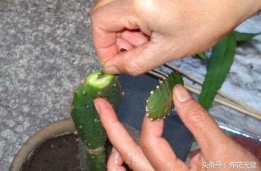 绿植知识–仙人掌如何嫁接白檀