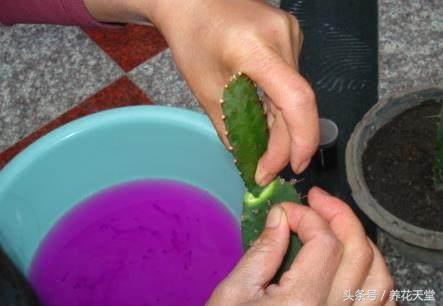 绿植知识–仙人掌如何嫁接白檀