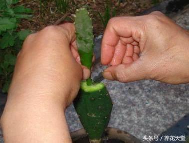 绿植知识–仙人掌如何嫁接白檀