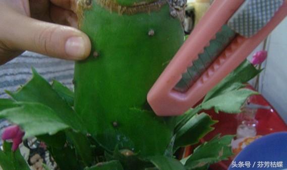 绿植知识–仙人掌如何嫁接白檀