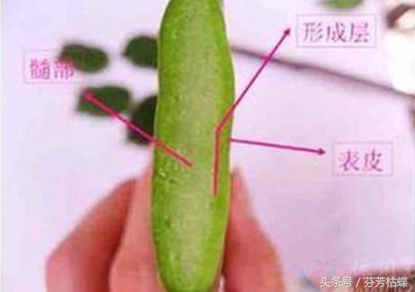 绿植知识–仙人掌如何嫁接白檀