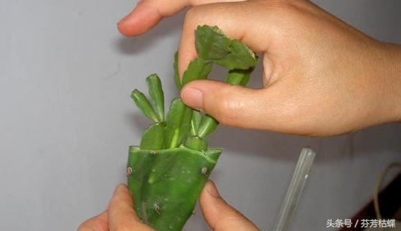 绿植知识–仙人掌如何嫁接白檀