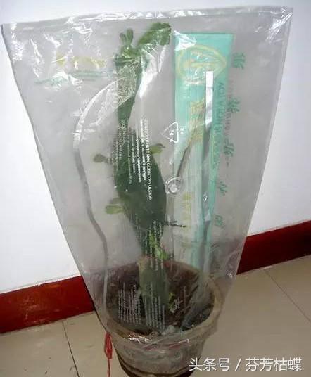 绿植知识–仙人掌如何嫁接白檀
