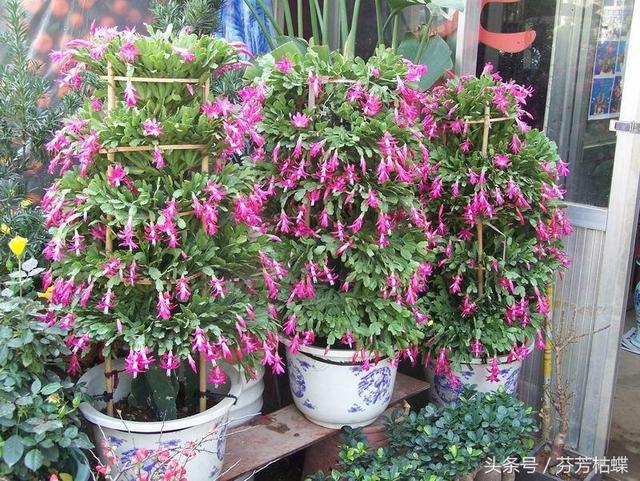 绿植知识–仙人掌如何嫁接白檀