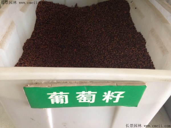 葡萄种子几月播种最好？