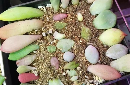 多肉叶插方法 多肉怎样叶插出芽率高(图)