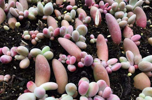 多肉叶插方法 多肉怎样叶插出芽率高(图)