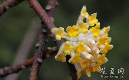 结香的繁殖方式