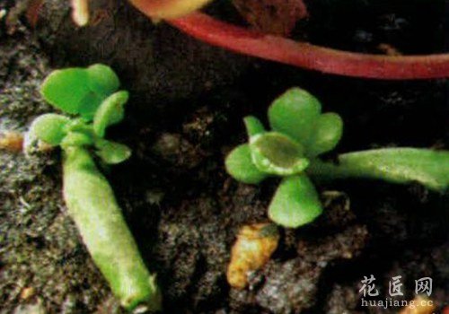 筒叶花月繁殖(图片)