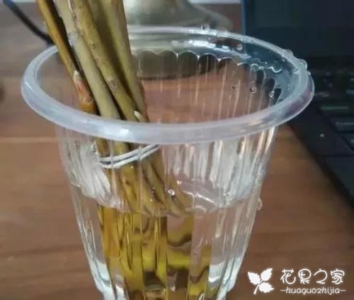 扦插生根最快办法，6种生根剂自己做，简单有效不花1分钱扦插生根最快办法，6种生根剂自己做，简单有效不花1分钱