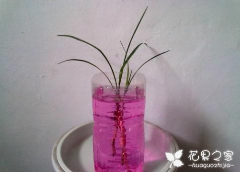 扦插生根最快办法，6种生根剂自己做，简单有效不花1分钱扦插生根最快办法，6种生根剂自己做，简单有效不花1分钱