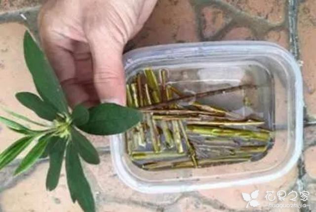 扦插生根最快办法，6种生根剂自己做，简单有效不花1分钱扦插生根最快办法，6种生根剂自己做，简单有效不花1分钱