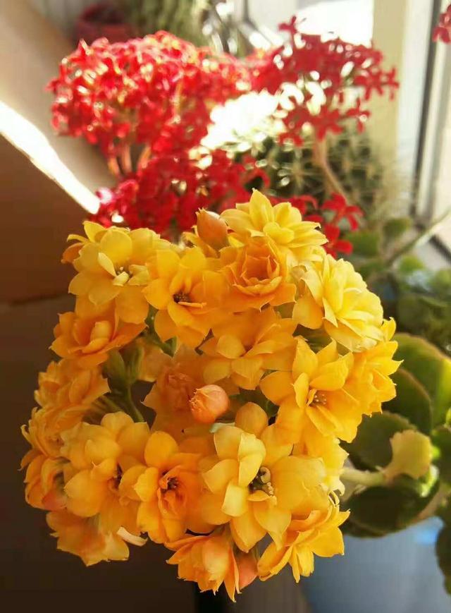 立冬扦插这4种花，窗外下雪屋内开花，一根枝条插8盆，开花一茬茬