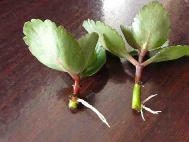立冬扦插这4种花，窗外下雪屋内开花，一根枝条插8盆，开花一茬茬