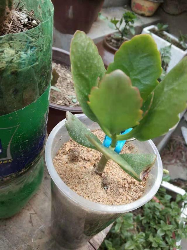 立冬扦插这4种花，窗外下雪屋内开花，一根枝条插8盆，开花一茬茬