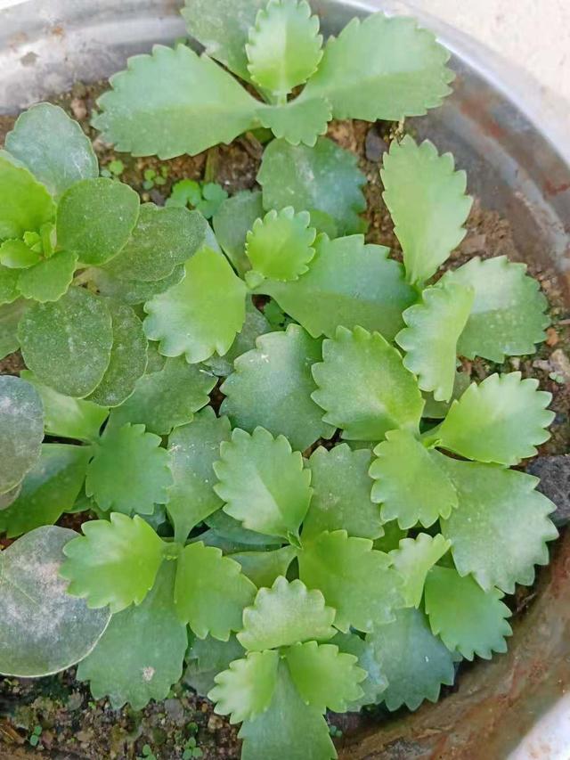 立冬扦插这4种花，窗外下雪屋内开花，一根枝条插8盆，开花一茬茬