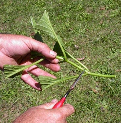 立冬扦插这4种花，窗外下雪屋内开花，一根枝条插8盆，开花一茬茬
