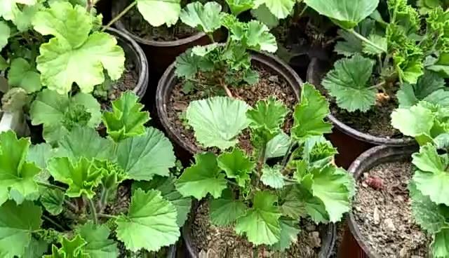 立冬扦插这4种花，窗外下雪屋内开花，一根枝条插8盆，开花一茬茬