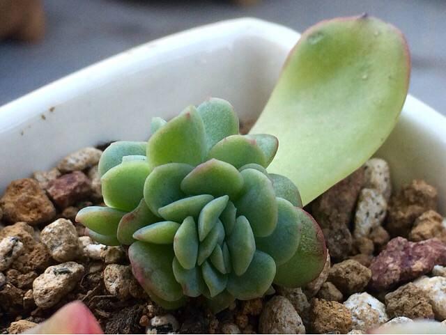 立冬扦插这4种花，窗外下雪屋内开花，一根枝条插8盆，开花一茬茬