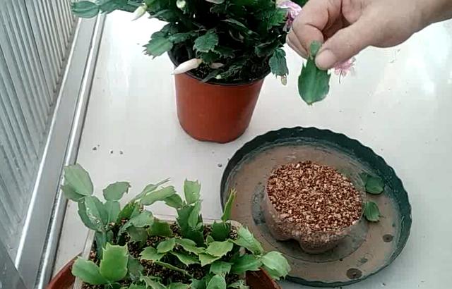 立冬扦插这4种花，窗外下雪屋内开花，一根枝条插8盆，开花一茬茬