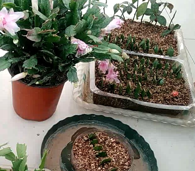 立冬扦插这4种花，窗外下雪屋内开花，一根枝条插8盆，开花一茬茬