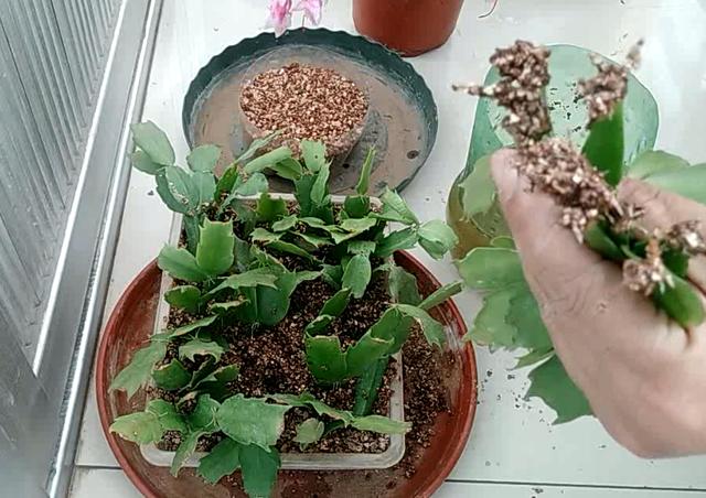 立冬扦插这4种花，窗外下雪屋内开花，一根枝条插8盆，开花一茬茬