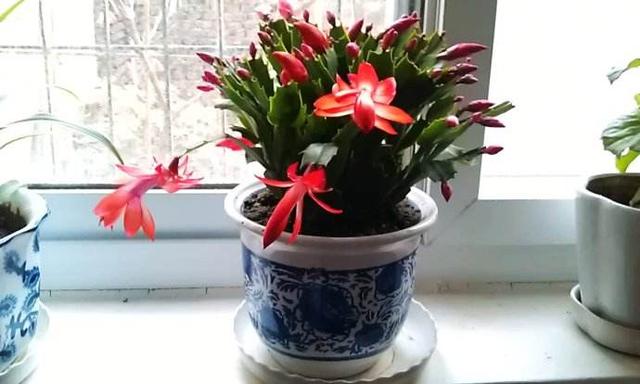 立冬扦插这4种花，窗外下雪屋内开花，一根枝条插8盆，开花一茬茬