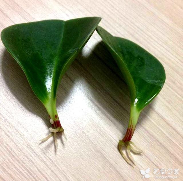 豆瓣绿扦插总失败？找准办法，一招攻破，迅速生根发芽，爆盆开花