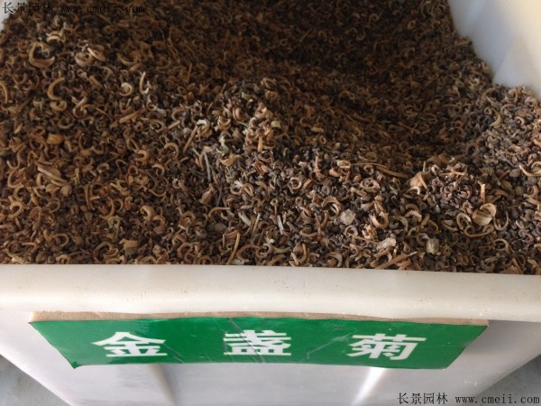 金盏菊种子什么时候播种最合适？