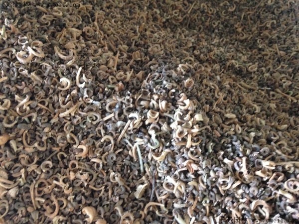 金盏菊种子什么时候播种最合适？