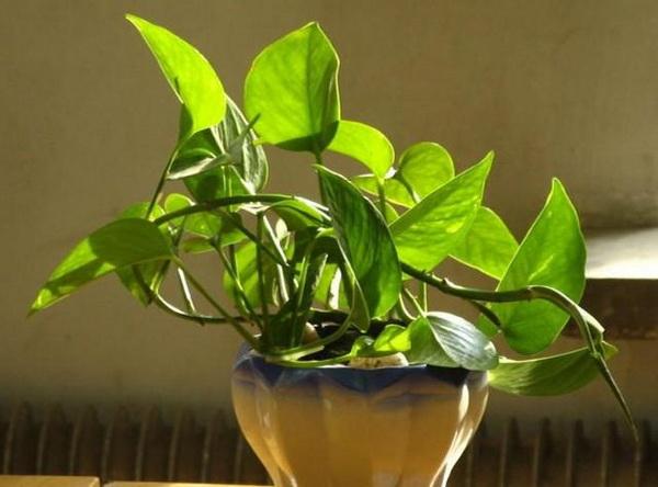 来介绍几种非常容易繁殖的盆栽植物