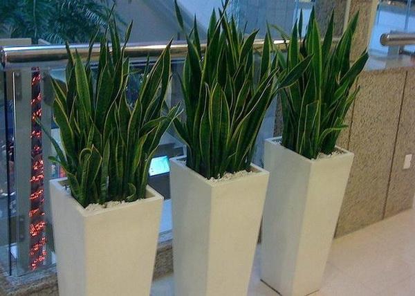 来介绍几种非常容易繁殖的盆栽植物