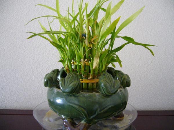 来介绍几种非常容易繁殖的盆栽植物