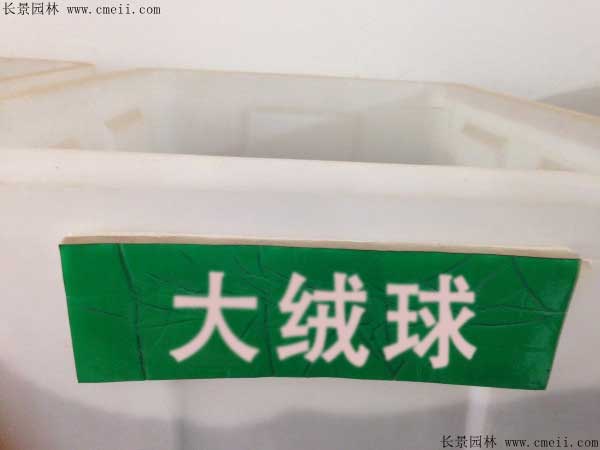 大绒球什么时候播种最好？